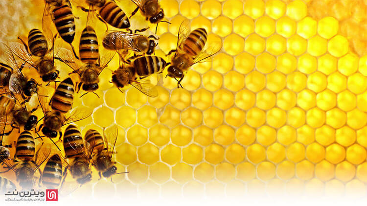 سایت ویترن نت، با گرد آوری تامین کنندگان و تولید کنندگان تجهیزات زنبورداری ، بستری را برای مقایسه و بررسی قیمت این دستگاه برای شما عزیزان فراهم کرده است.