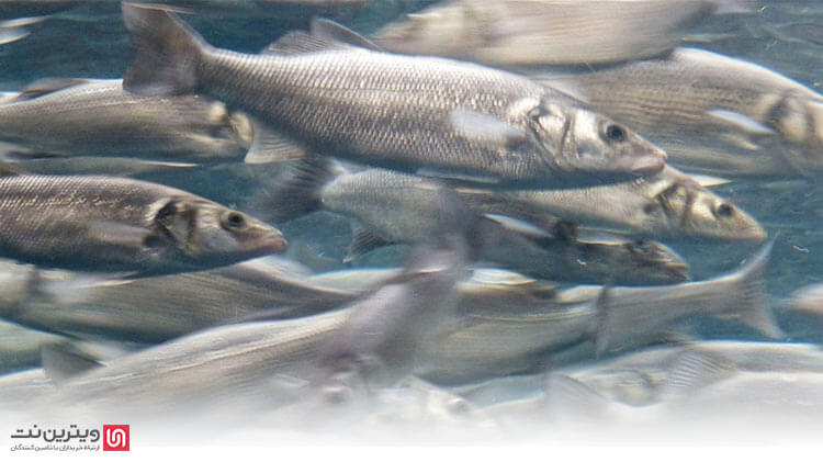 در این مقاله قصد داریم تا اطلاعات مختصری در رابطه با تجهیزات پرورش ماهی، دستگاه هوادهی آبزیان (اسپلش) و وان پرورش ماهی در اختیار شما قرار دهیم.